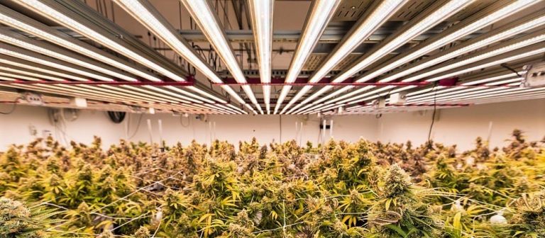 Razones para invertir en iluminación LED para el cultivo indoor