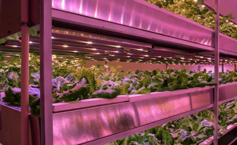 Cultivos en interior iluminados con luces LED de alta calidad.
